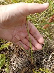 Dianthus andrzejowskianus