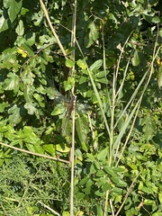 Libellula luctuosa