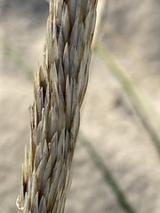 Ammophila breviligulata