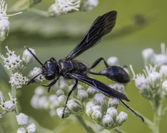 Isodontia