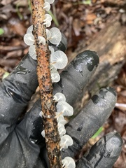 Marasmiellus candidus