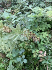 Spiraea alba