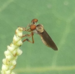 Holcocephala