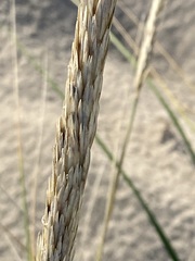 Ammophila breviligulata