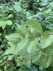 Spiraea alba