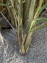 Ammophila breviligulata