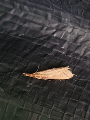 Dichomeris punctipennella