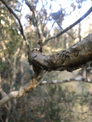 Melaleuca nodosa