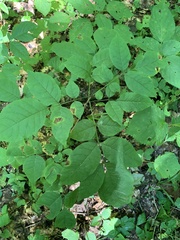 Fraxinus pennsylvanica