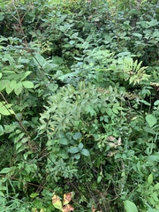 Spiraea alba