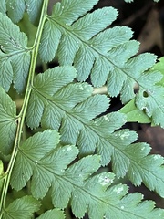 Dryopteris