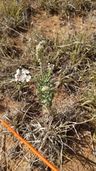Dimorphocarpa candicans