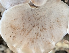 Lentinellus