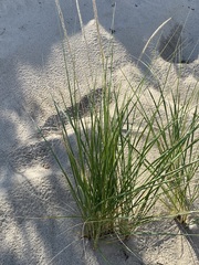 Ammophila breviligulata