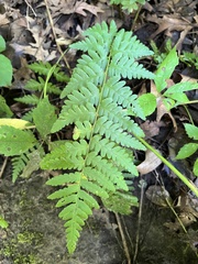 Dryopteris