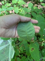 Fraxinus pennsylvanica