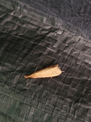 Dichomeris punctipennella