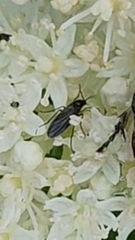 Sciaroidea