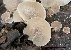 Lentinellus