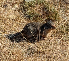 Urocitellus columbianus