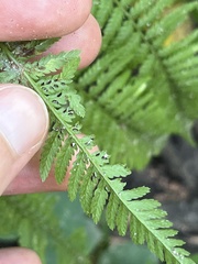 Athyrium