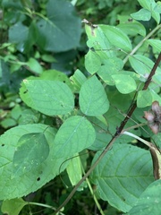 Amphicarpaea bracteata