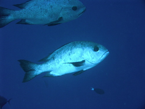 Black-and-white Snapper