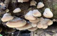 Lentinellus