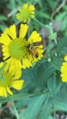 Chauliognathus pensylvanicus