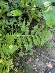 Athyrium
