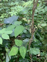 Amphicarpaea bracteata