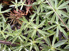 Celmisia angustifolia