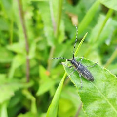 Agapanthia villosoviridescens