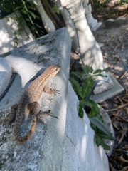 Leiocephalus carinatus