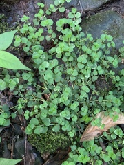 Chrysosplenium americanum