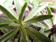 Celmisia angustifolia