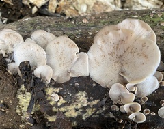 Lentinellus