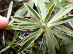 Celmisia angustifolia