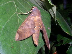 Pachylia ficus