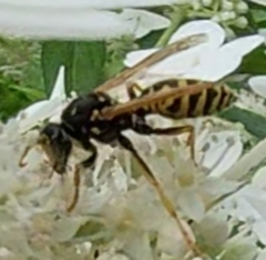 Polistes dominula