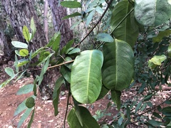 Passiflora laurifolia