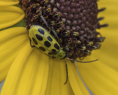 Diabrotica undecimpunctata