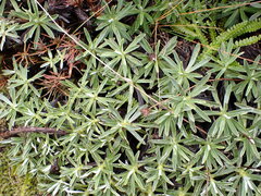 Celmisia angustifolia