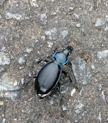 Carabus violaceus