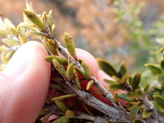 Coprosma