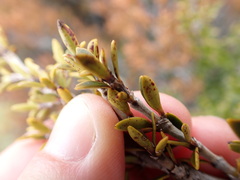 Coprosma