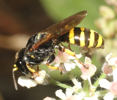 Ectemnius lituratus