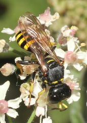 Ectemnius lituratus