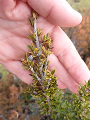 Coprosma