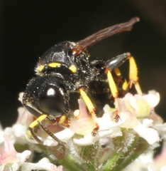 Ectemnius lituratus